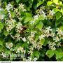 Trachelospermum jasminoides 'Star of Toscana'