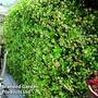 Trachelospermum jasminum 'Star of Toscana'