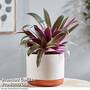 Tradescantia Sitara