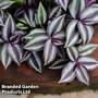 Tradescantia zebrina (House Plant)