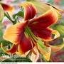 Tree Lily 'Debby'