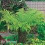 Australian Tree Fern
