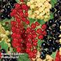 Currant 'Trio'
