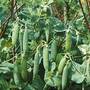Pea 'Kelvedon Wonder' (Start-A-Garden™ Range)