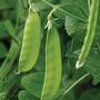 Pea 'Mangetout' (Start-A-Garden™ Range)