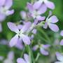 Stocks 'Night Scented' (Start-A-Garden™ Range)