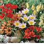 Tulip 'Ground Cover Mix'