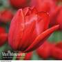 Tulip 'Red Impression'
