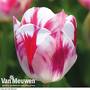 Tulip 'Blenda Flame'