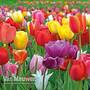 Tulip 'Majestic Mix'