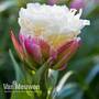 Tulip 'Ice Cream'
