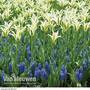 Tulip and Muscari 'Blue and White Mix'