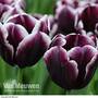 Tulip 'Jackpot'