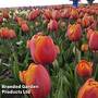 Tulip 'Bronze 'Perfection'