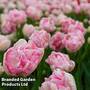 Tulip 'Finola'
