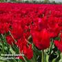Tulip 'Invitation'