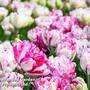 Tulip 'Jonquires'