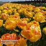 Tulip 'Magic Carpet'