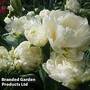 Tulip 'Mondial'