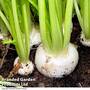 Turnip 'Silky Sweet' F1