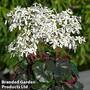 Saxifraga 'Dancing Pixies 'Thea'
