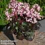 Saxifraga 'Dancing Pixies Tilda'