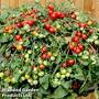 Tomato 'Red Profusion'