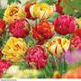 Tulip 'Colour Carnival'