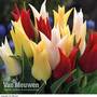 Tulip Elegant Mix