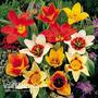 Tulip 'Magical Carpet'