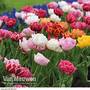Tulip 'Murillo Mixed'