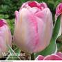 Tulip 'New Design'