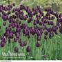 Tulip 'Queen of the Night'