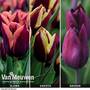 Tulip 'Striped Mix'