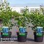 Blueberry 'Bluejay'