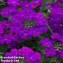 Verbena 'Samira Deep Blue'