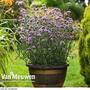 Verbena bonariensis 'Royal Dreams'