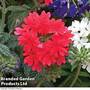 Verbena 'Samira Red'
