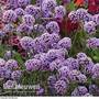 Verbena bonariensis