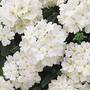 Verbena 'Samira White'