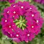 Verbena 'Vectura® Purple'