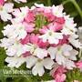 Verbena 'Samira Pink Wing'