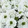 Verbena 'Vectura® White'