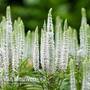 Veronica spicata 'Snow Candles'