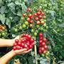 Tomato 'Sweet Million' (Peat Free)