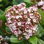Viburnum tinus 'Lisarose'