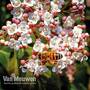 Viburnum tinus