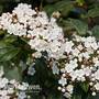 Viburnum x globosum 'Jermyns Globe'