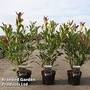 Viburnum odoratissimum 'Coppertop'