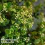 Viburnum 'Fairy Stars'
